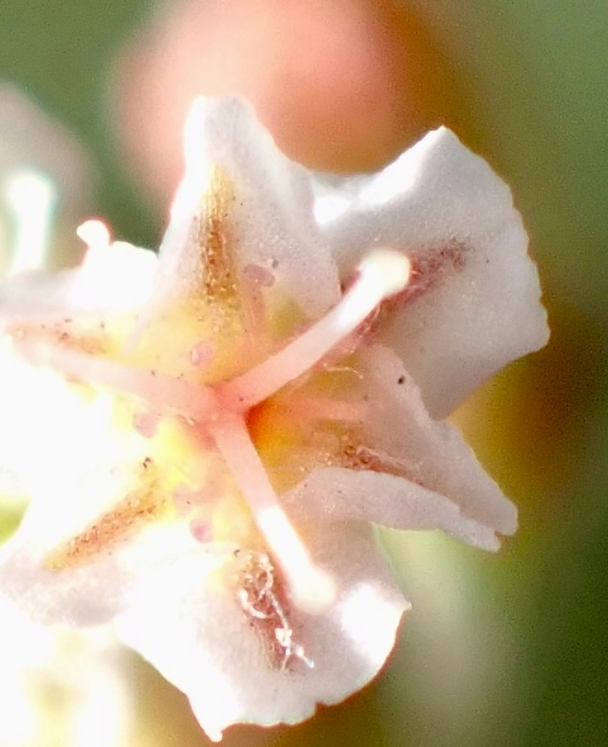 Eriogonum microtheca var. laxiflorum