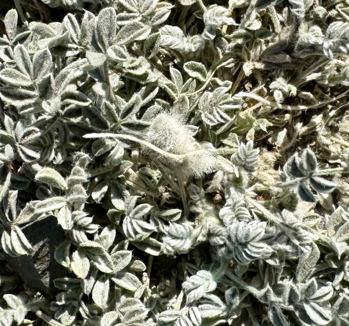 Astragalus purshii var. lectulus