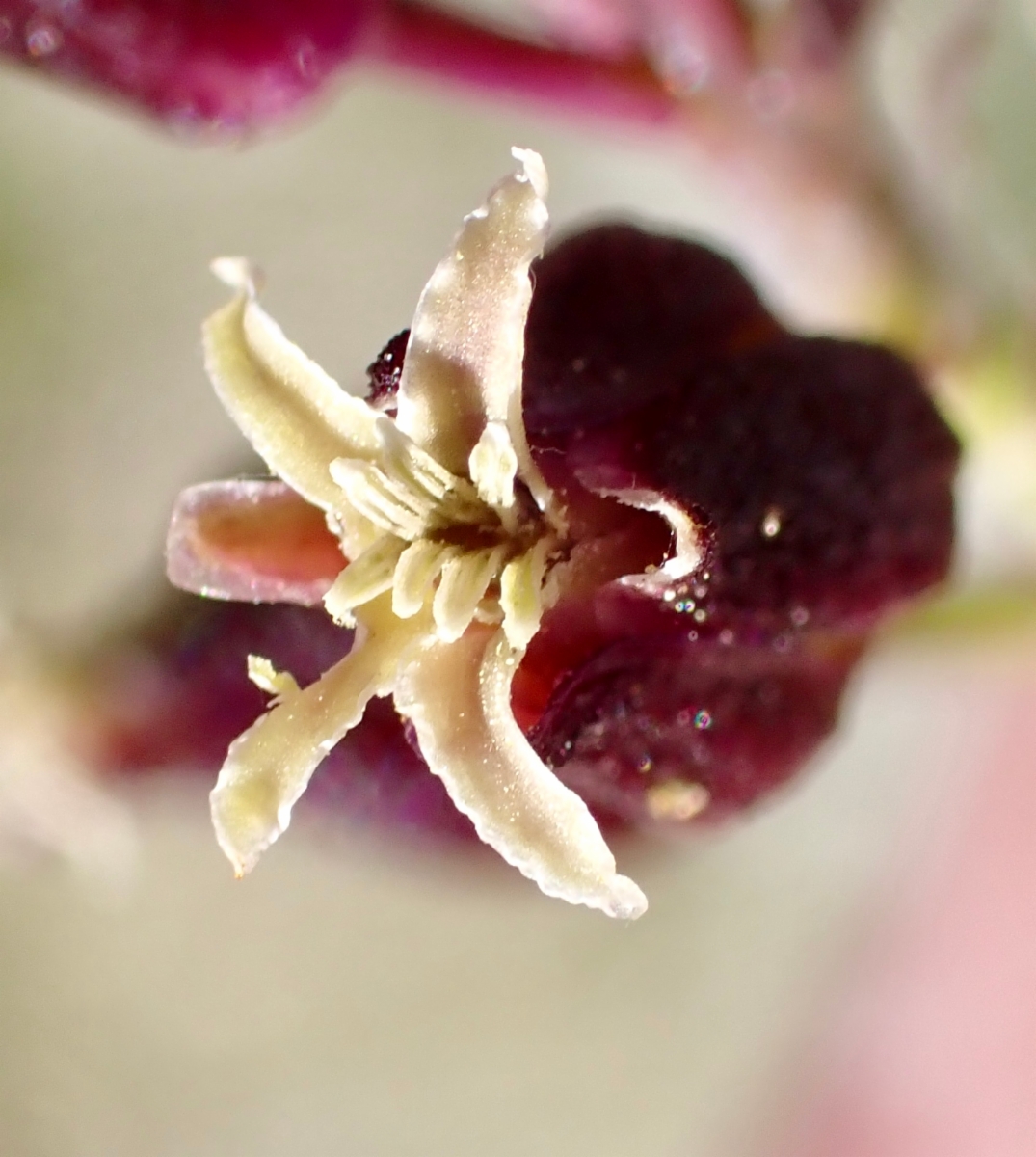 Caulanthus pilosus