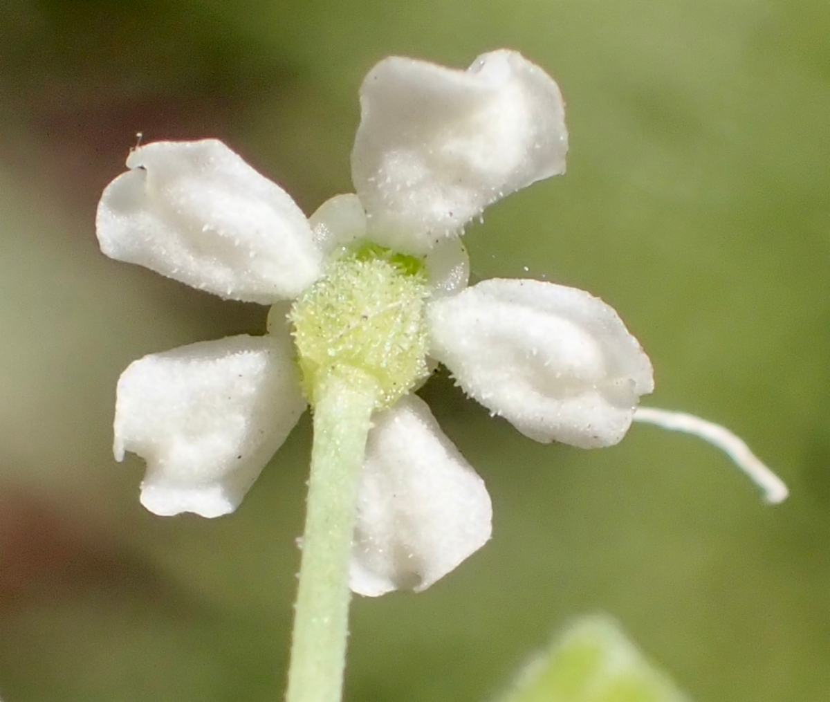 Angelica lineariloba