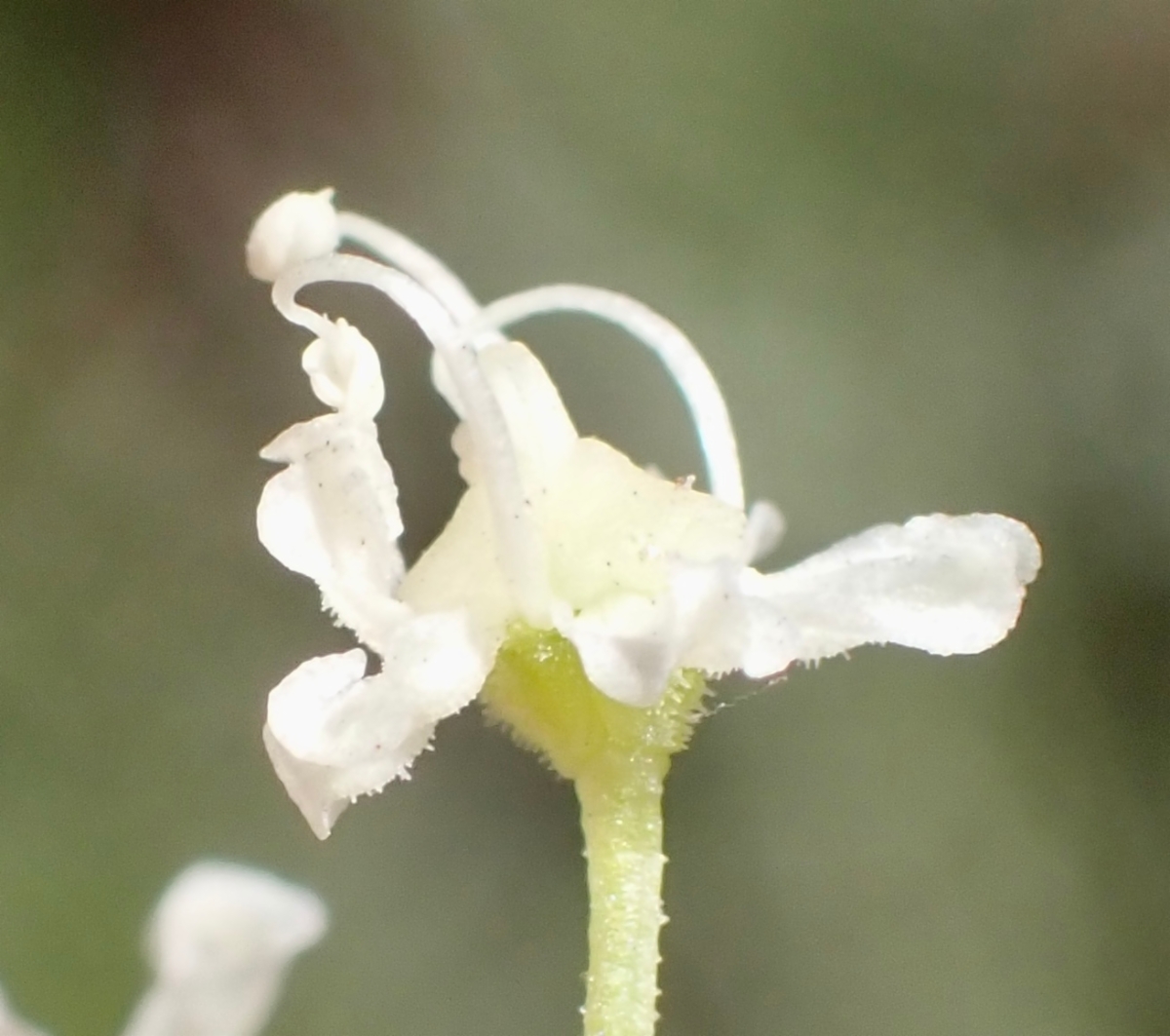 Angelica lineariloba