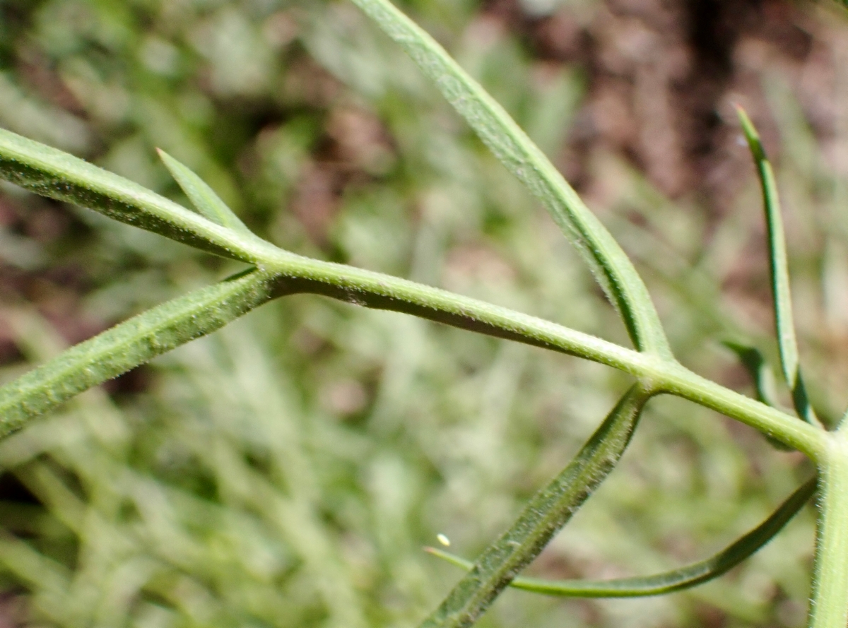 Angelica lineariloba