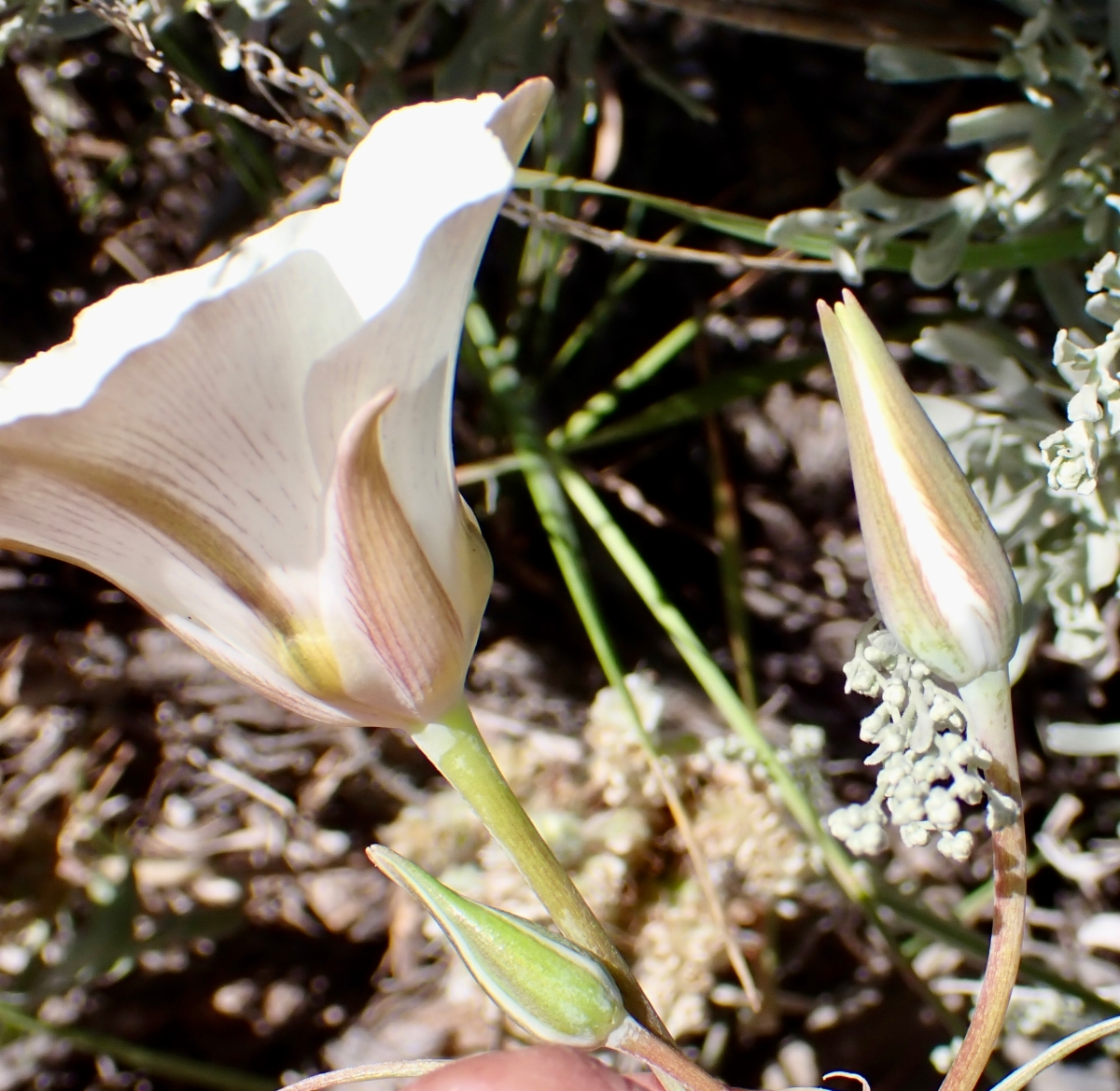 Calochortus bruneaunis