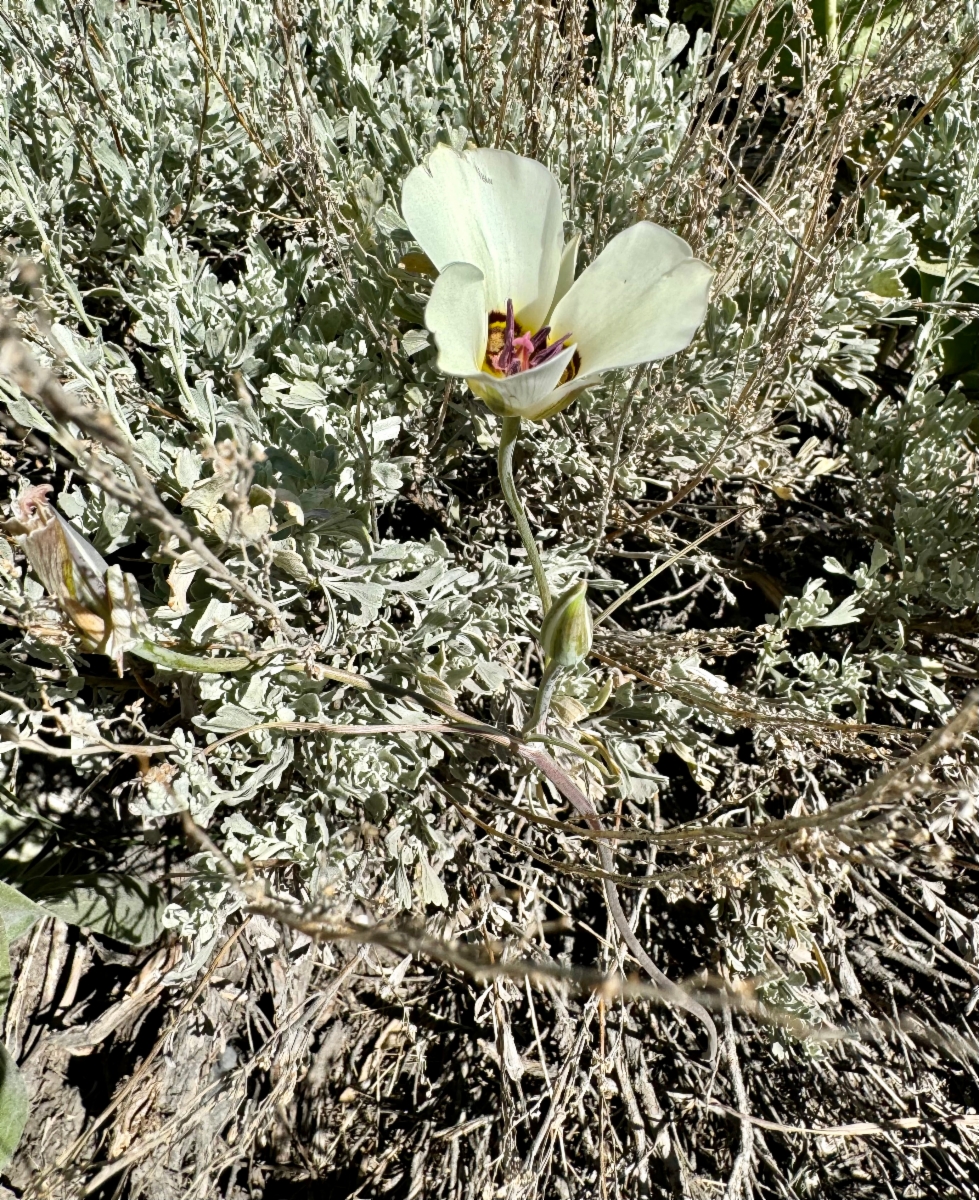 Calochortus bruneaunis