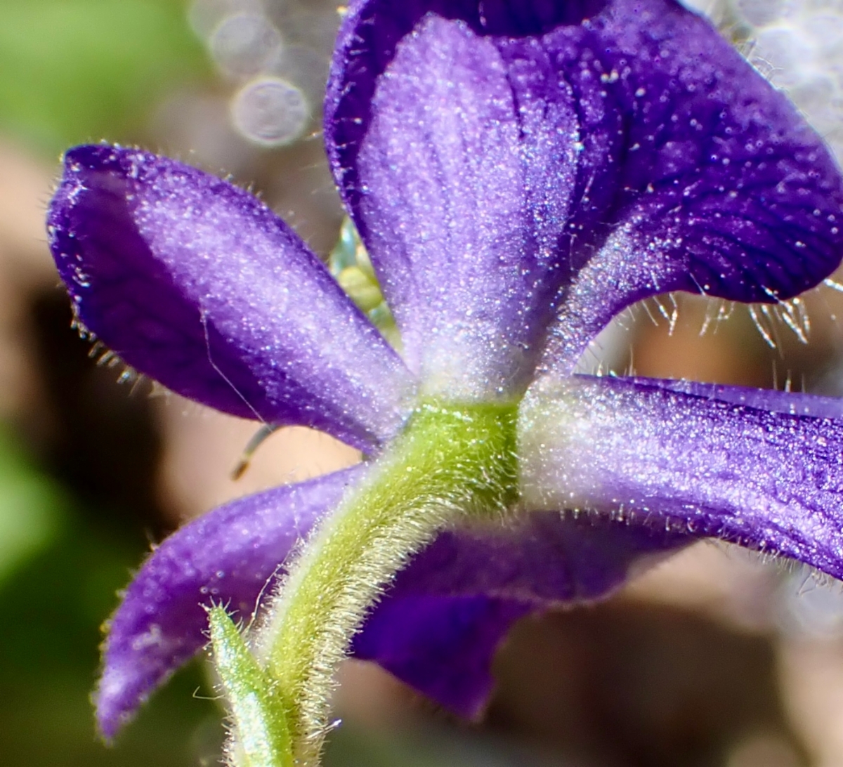 Aconitum columbianum