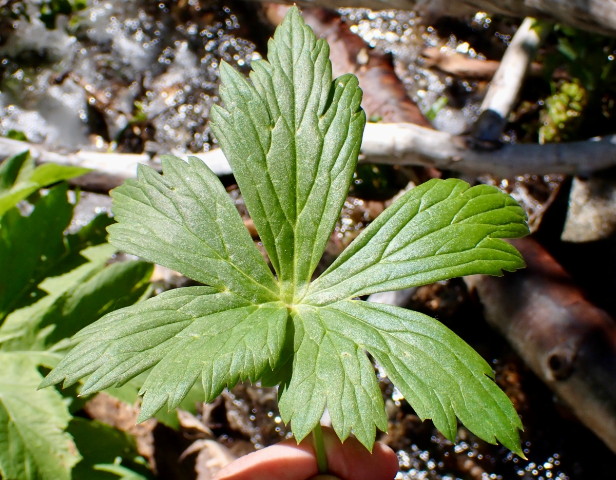 Aconitum columbianum