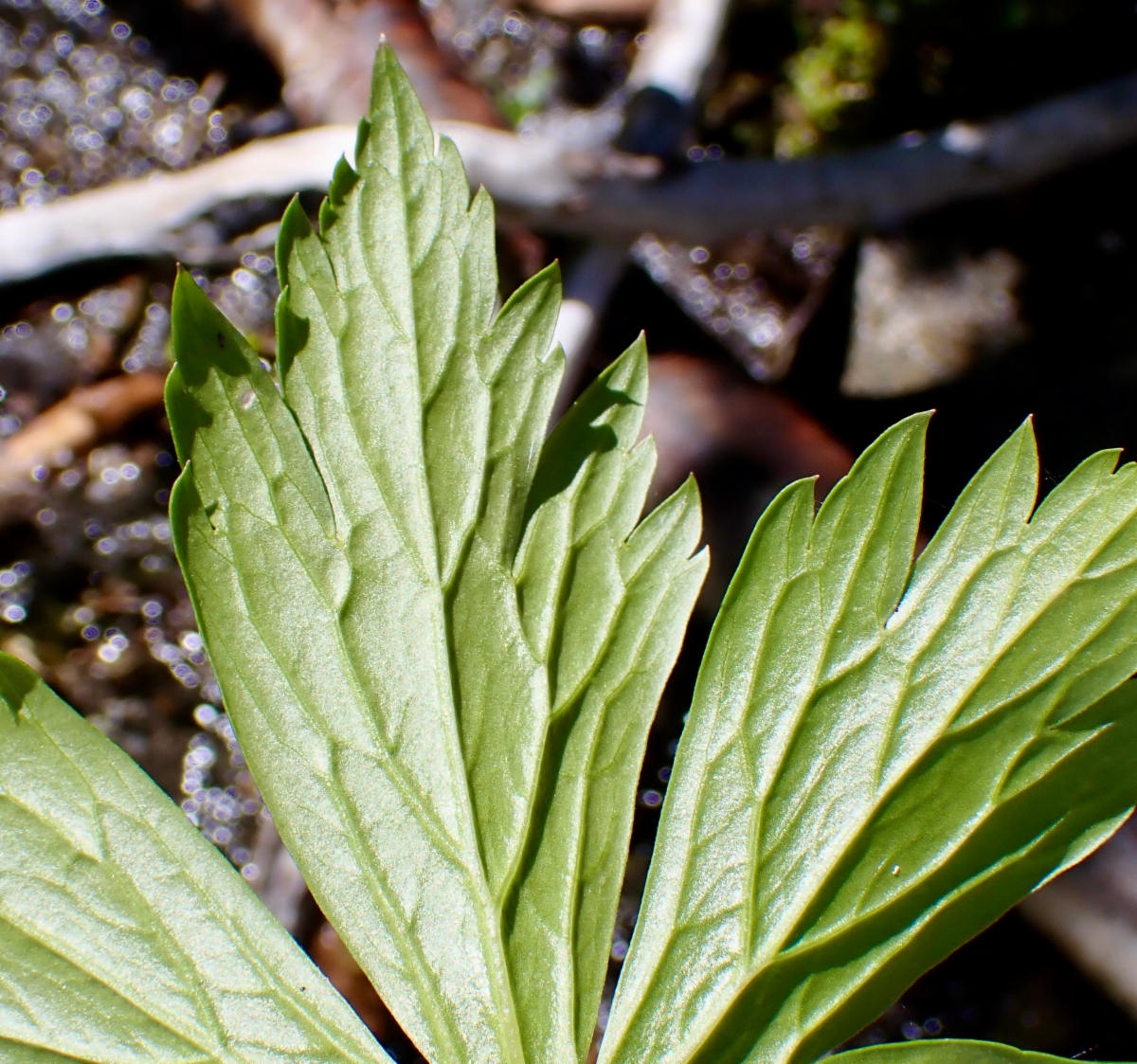 Aconitum columbianum