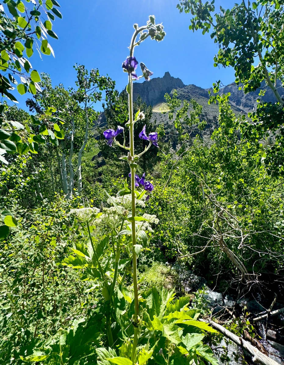 Aconitum columbianum