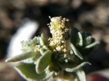 Atriplex leucophylla