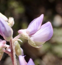 Lupinus argenteus var. heteranthus