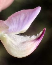 Lupinus argenteus var. heteranthus