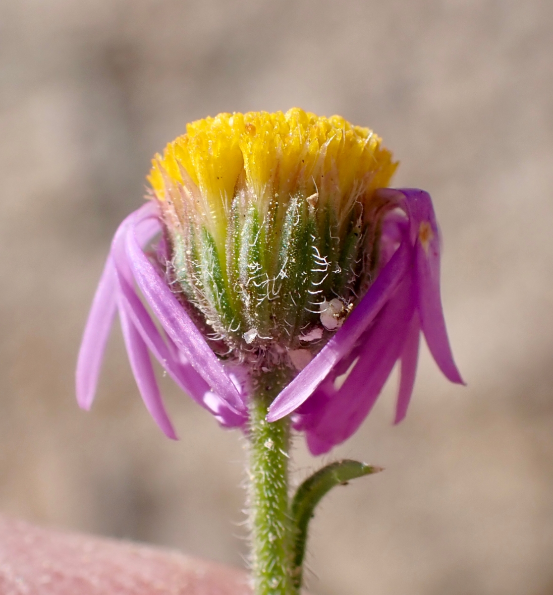 Erigeron pygmaeus