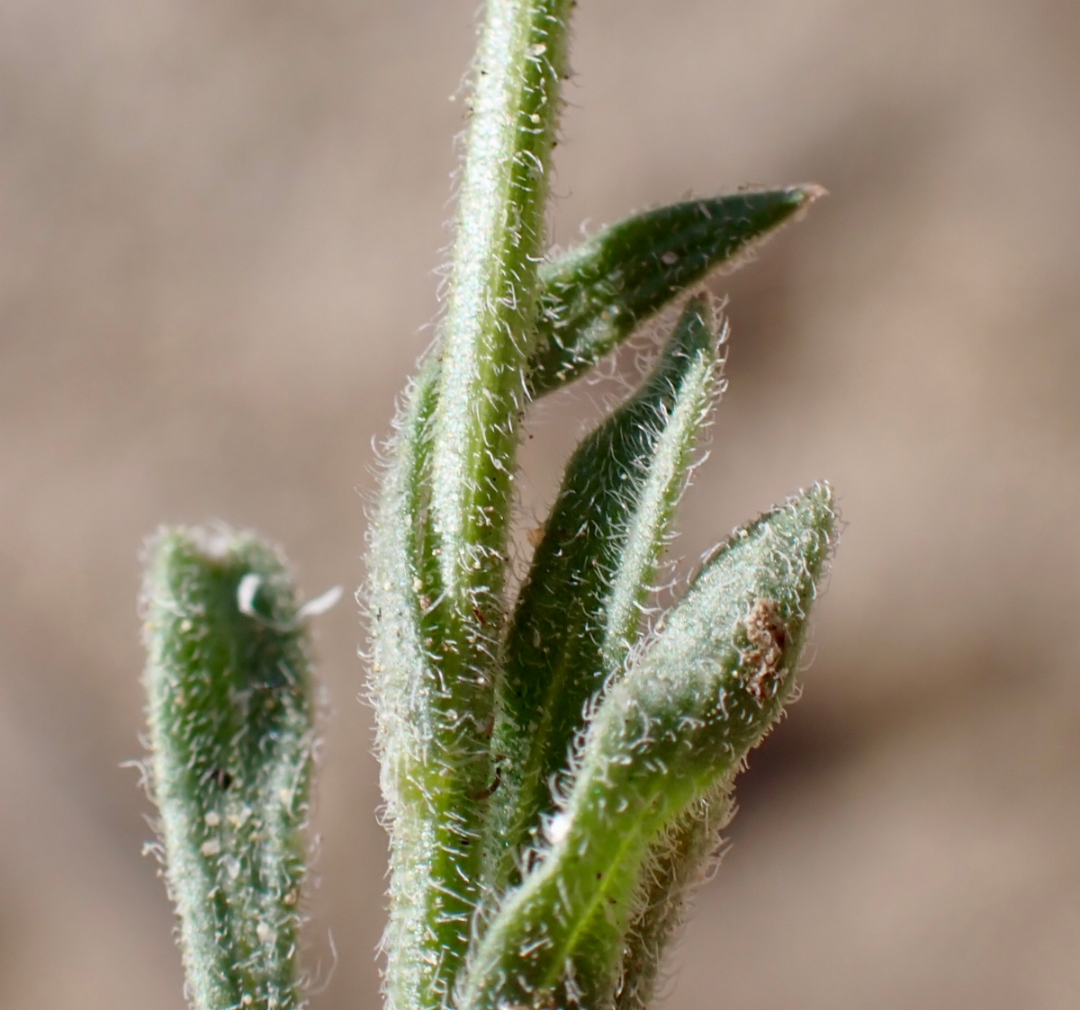 Erigeron pygmaeus