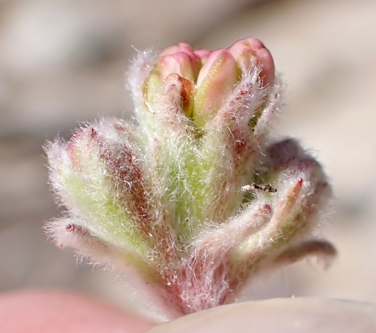 Eriogonum rosense var. rosense