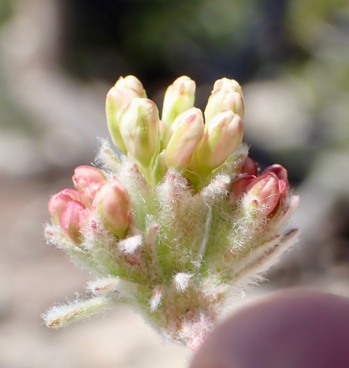 Eriogonum rosense var. rosense