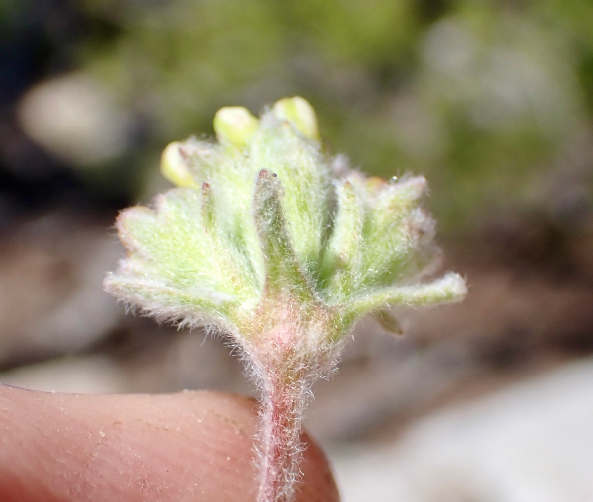 Eriogonum rosense var. rosense