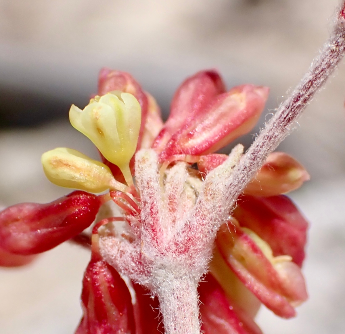 Eriogonum incanum