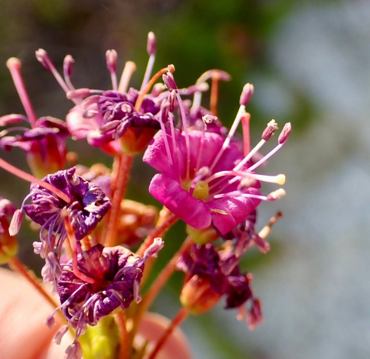 Kalmia polifolia