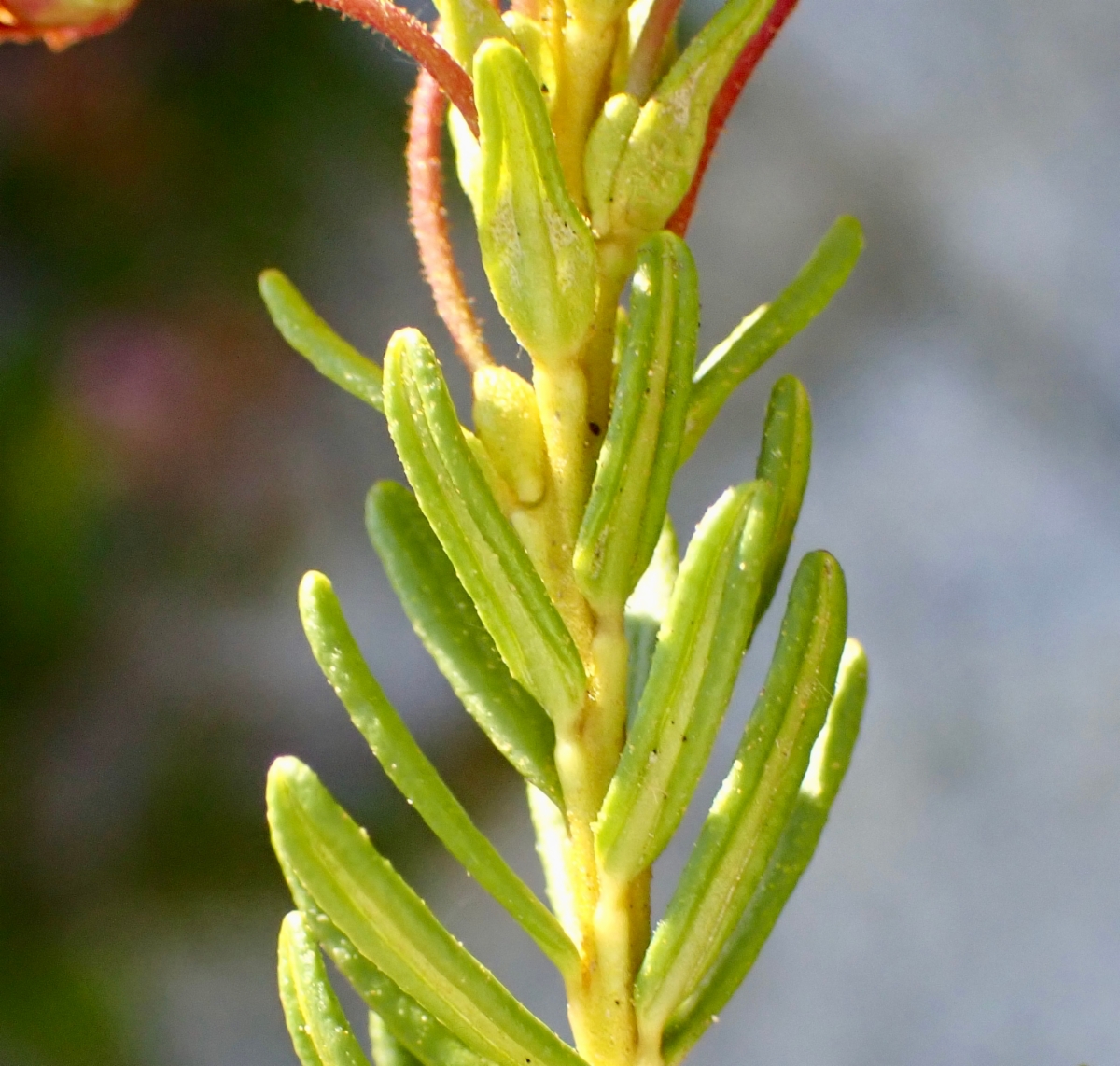 Kalmia polifolia