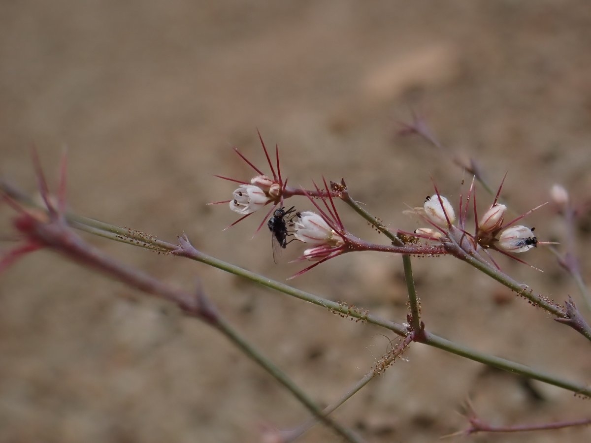 Acanthoscyphus parishii