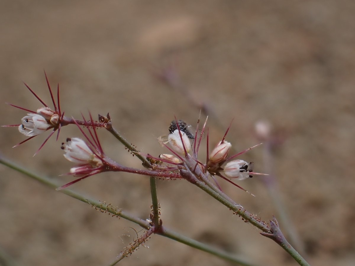 Acanthoscyphus parishii