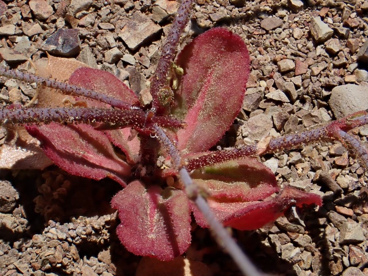 Acanthoscyphus parishii