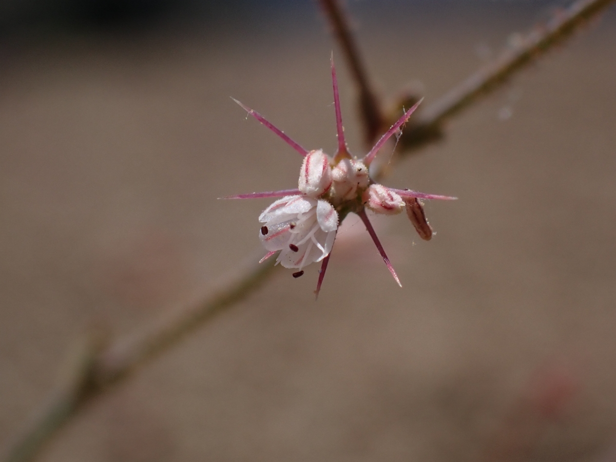 Acanthoscyphus parishii