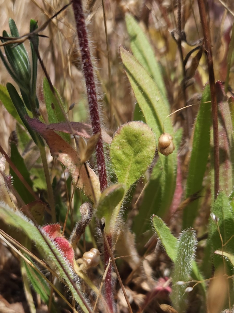 Chorizanthe valida