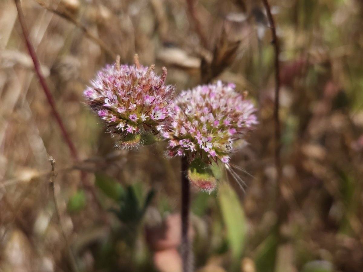 Chorizanthe valida