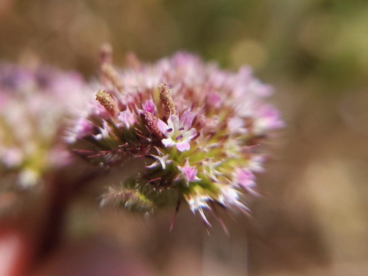 Chorizanthe valida