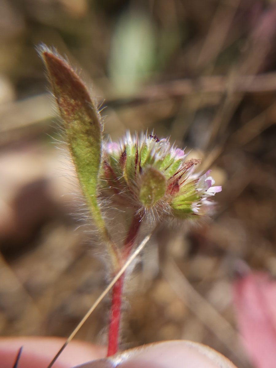 Chorizanthe valida