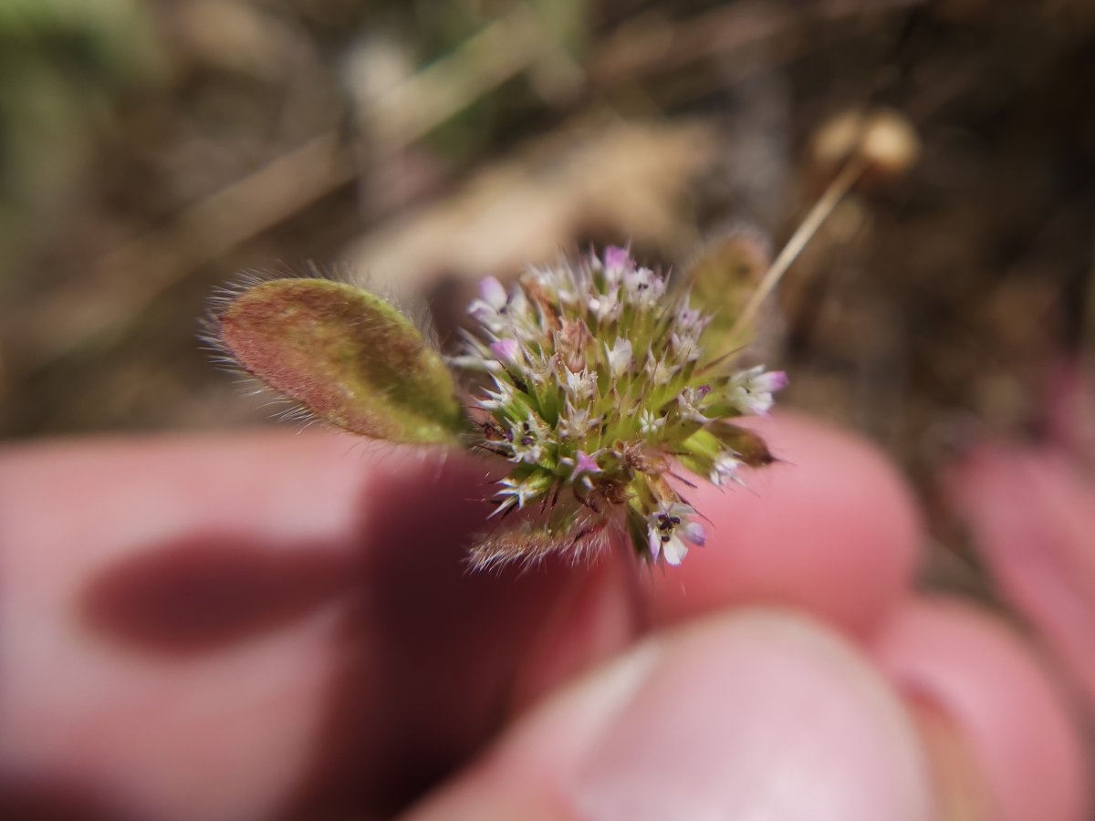 Chorizanthe valida