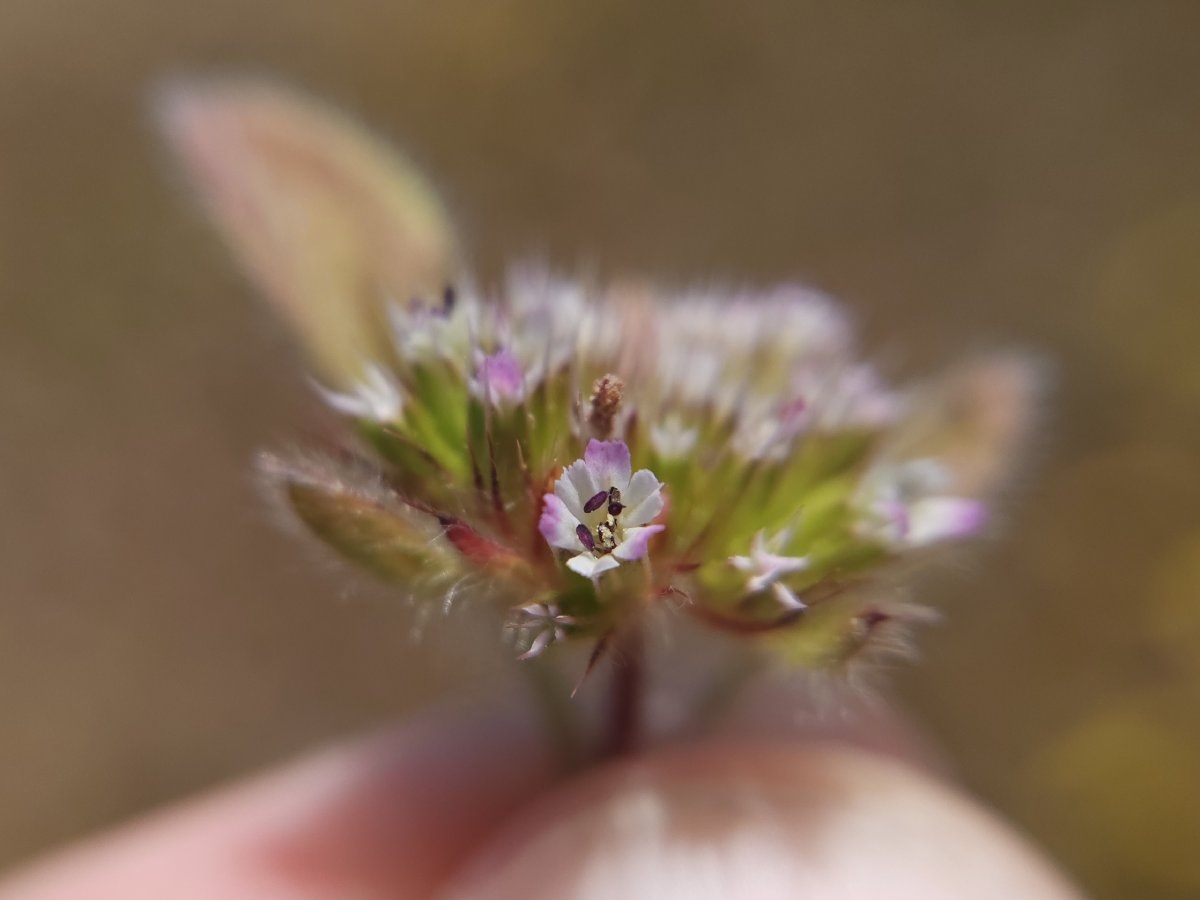 Chorizanthe valida