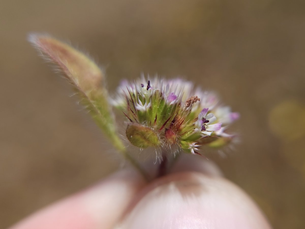 Chorizanthe valida