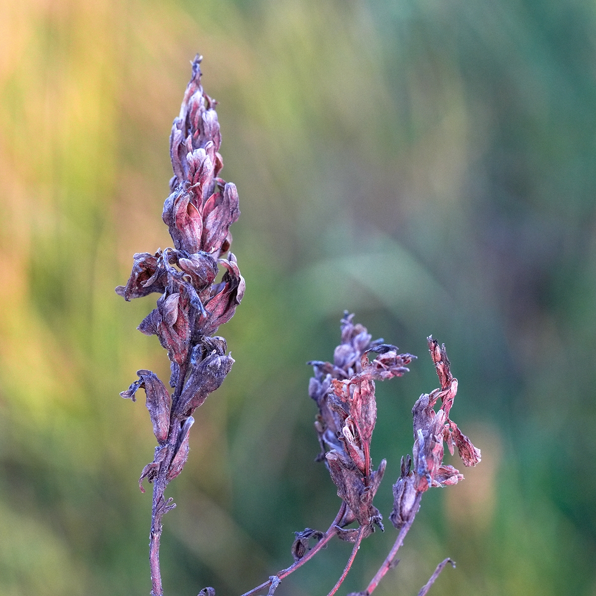 Castilleja ambigua ssp. humboldtiensis