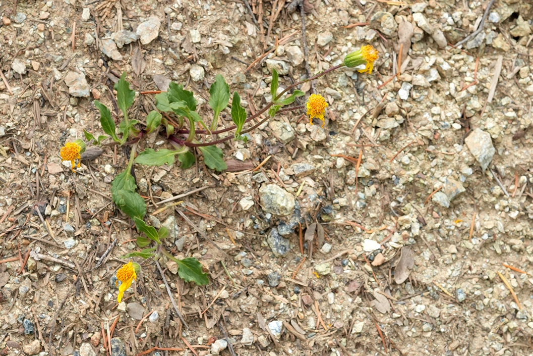 Arnica cernua