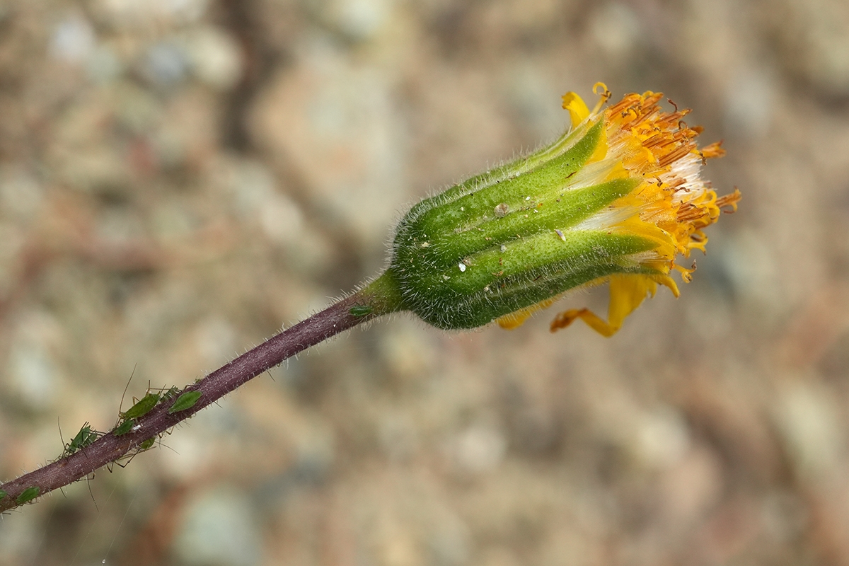 Arnica cernua