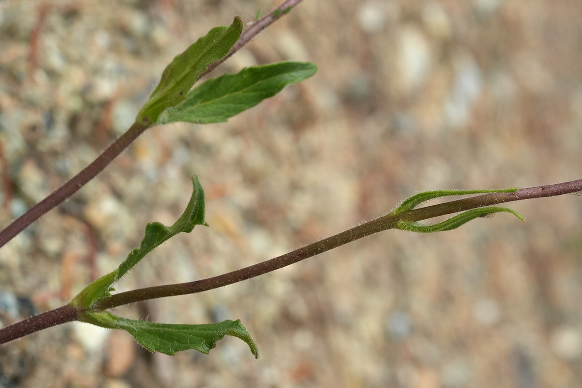 Arnica cernua