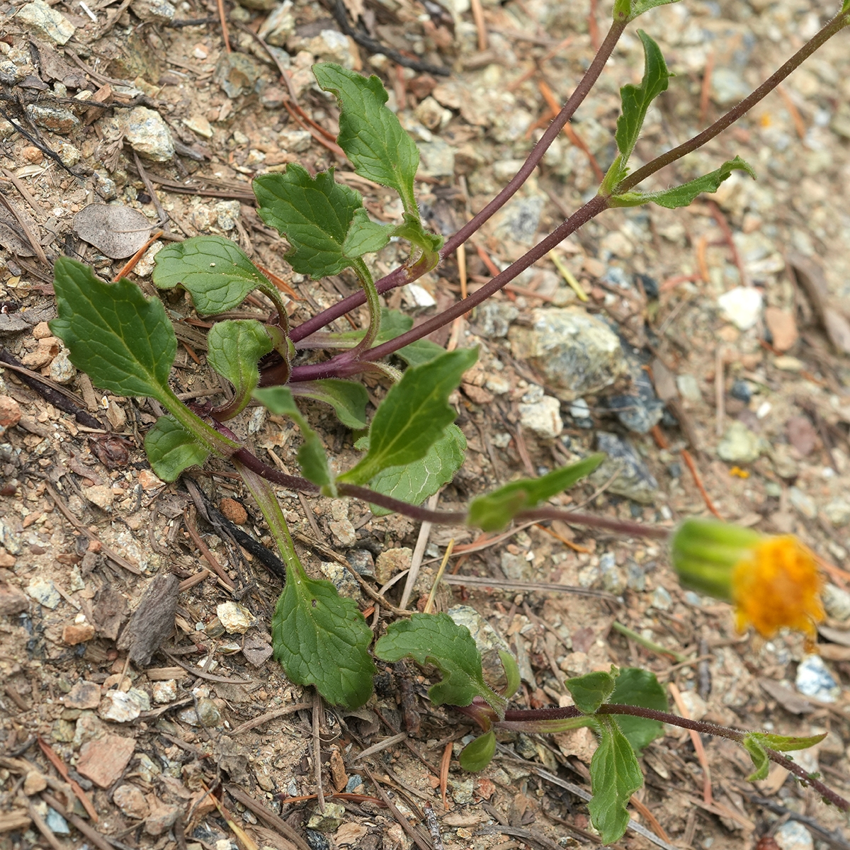 Arnica cernua