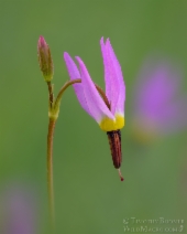 Dodecatheon alpinum