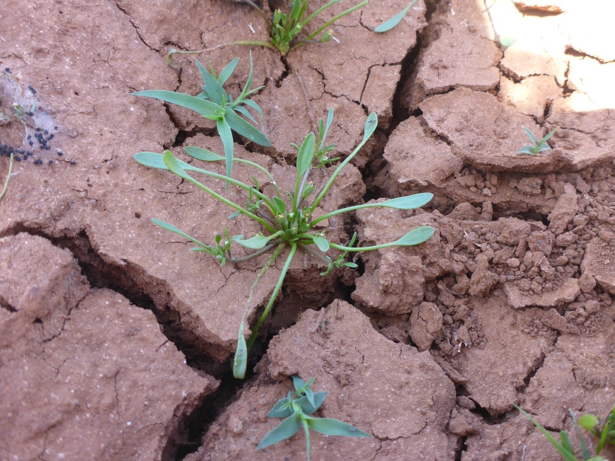 Limosella aquatica