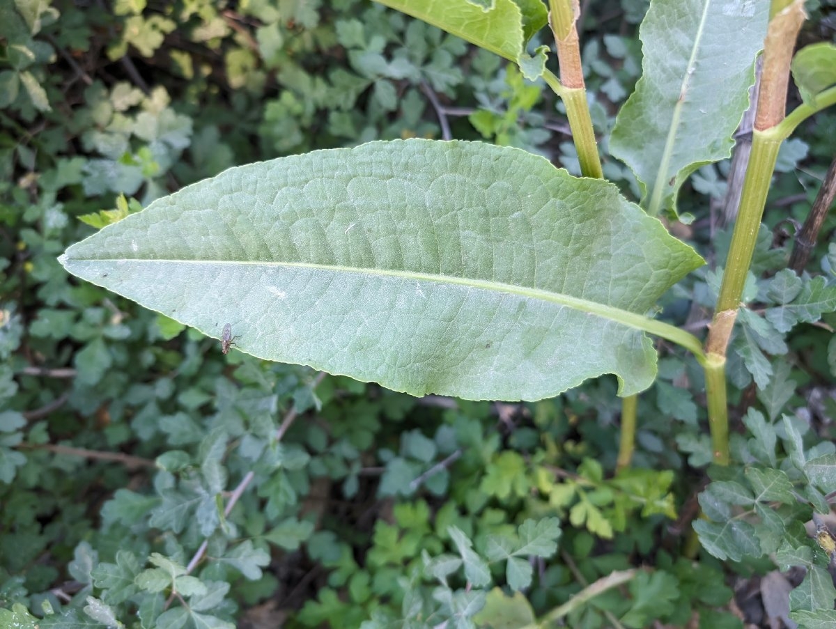 Rumex obtusifolius