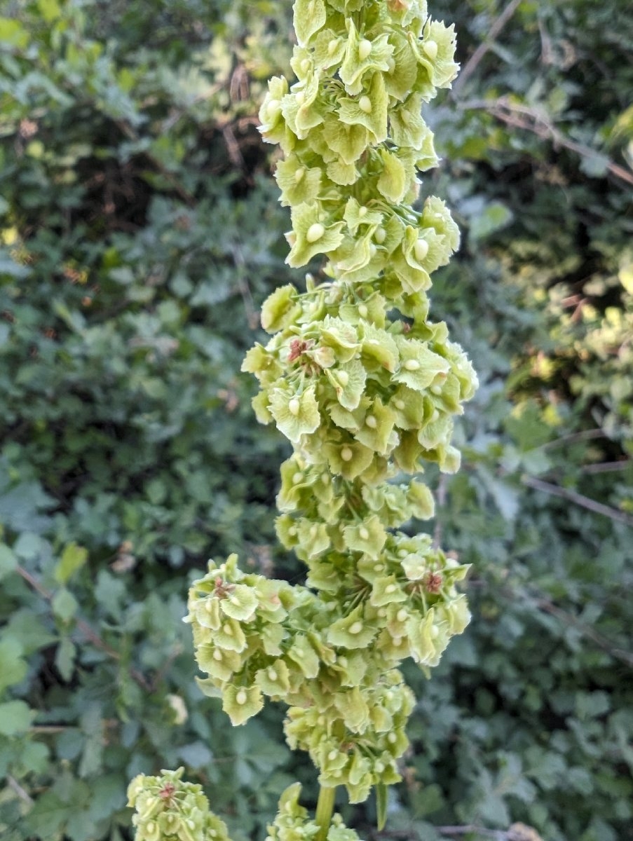 Rumex obtusifolius