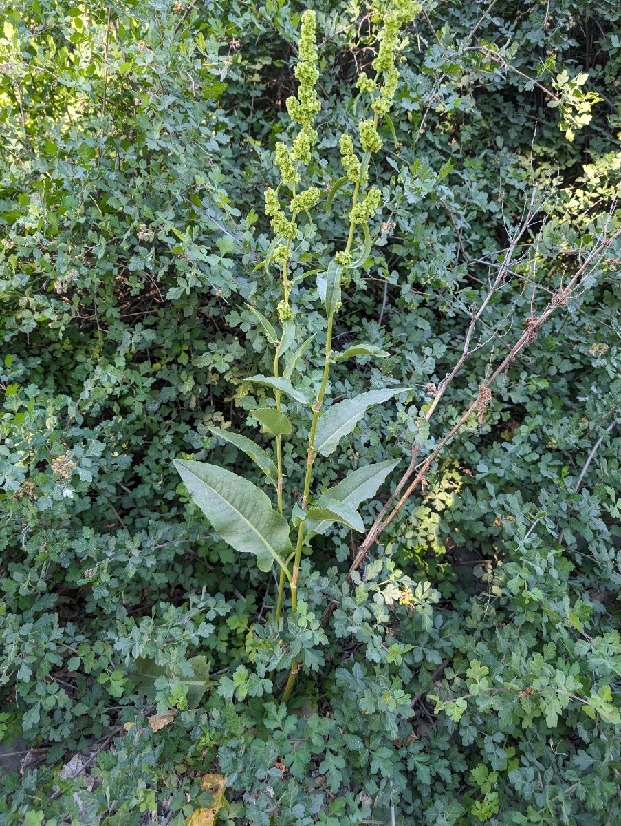 Rumex obtusifolius