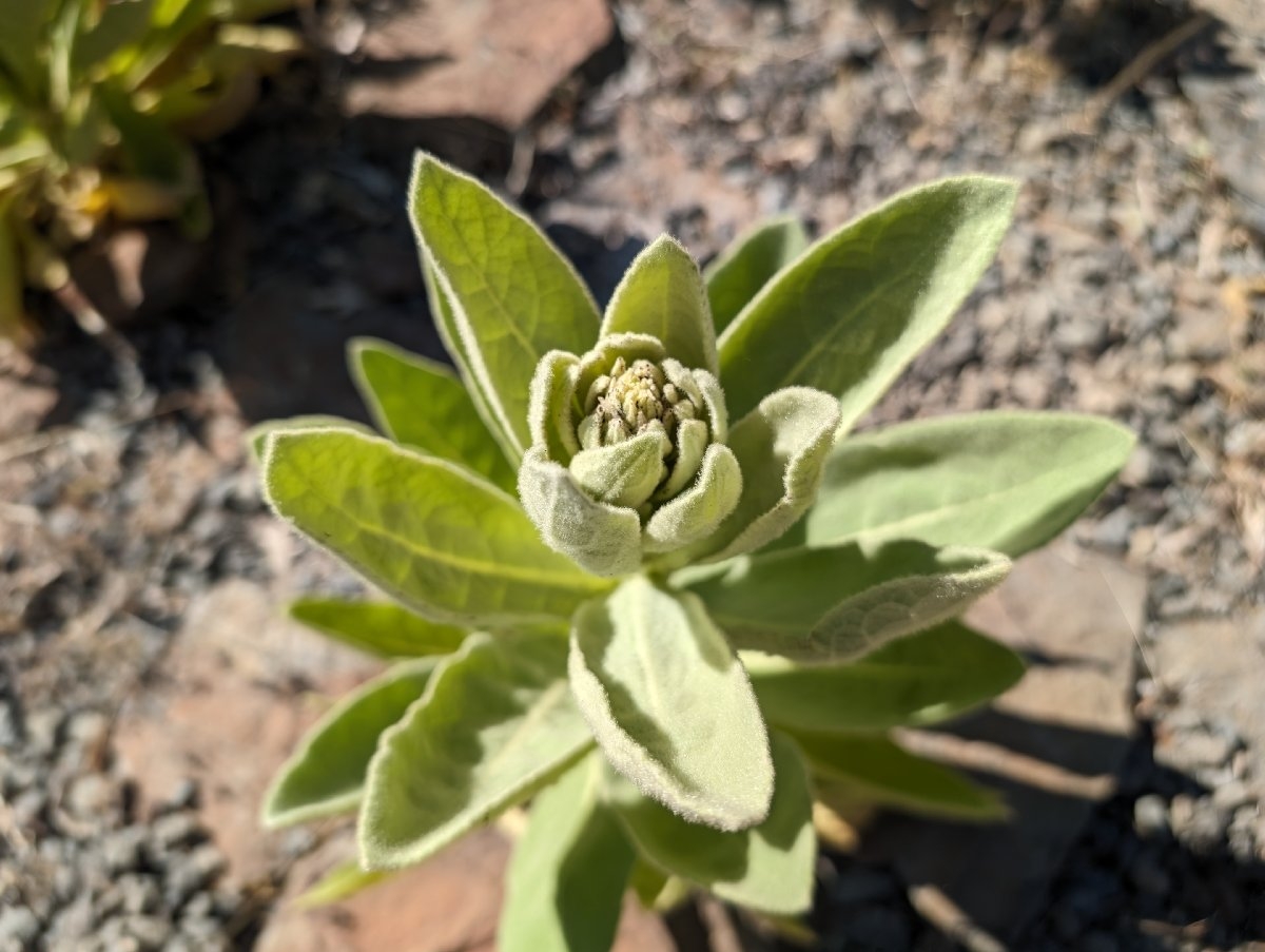 Verbascum thapsus