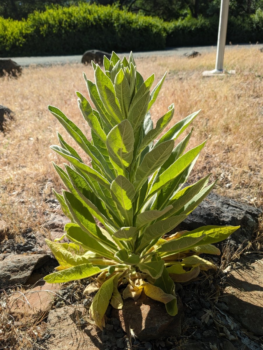 Verbascum thapsus