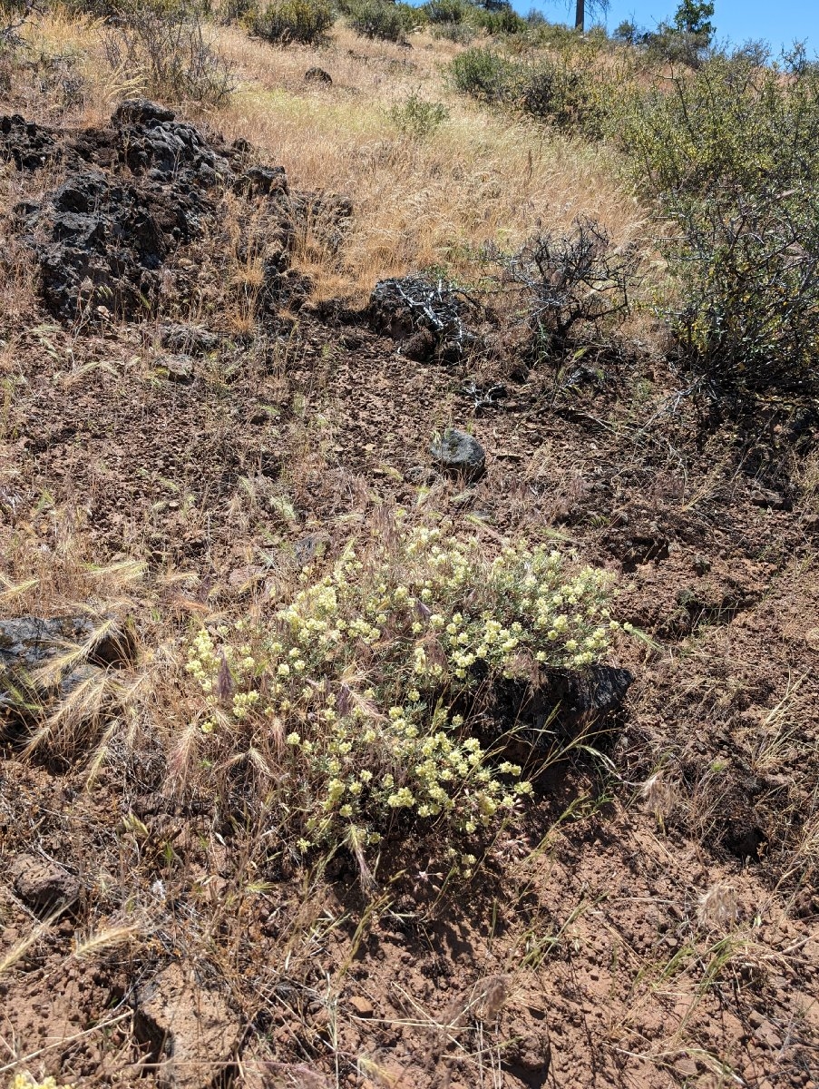 Eriogonum sphaerocephalum var. halimioides