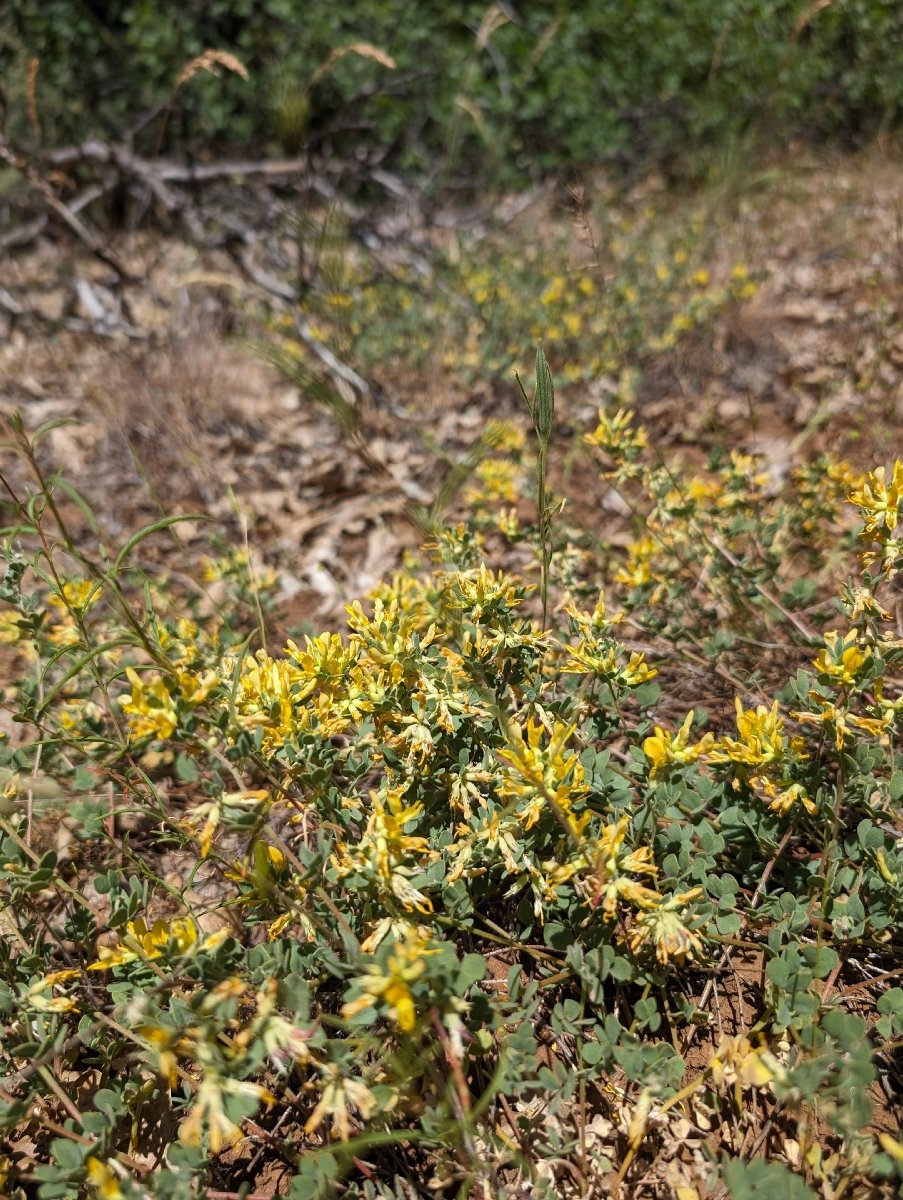 Acmispon decumbens var. decumbens