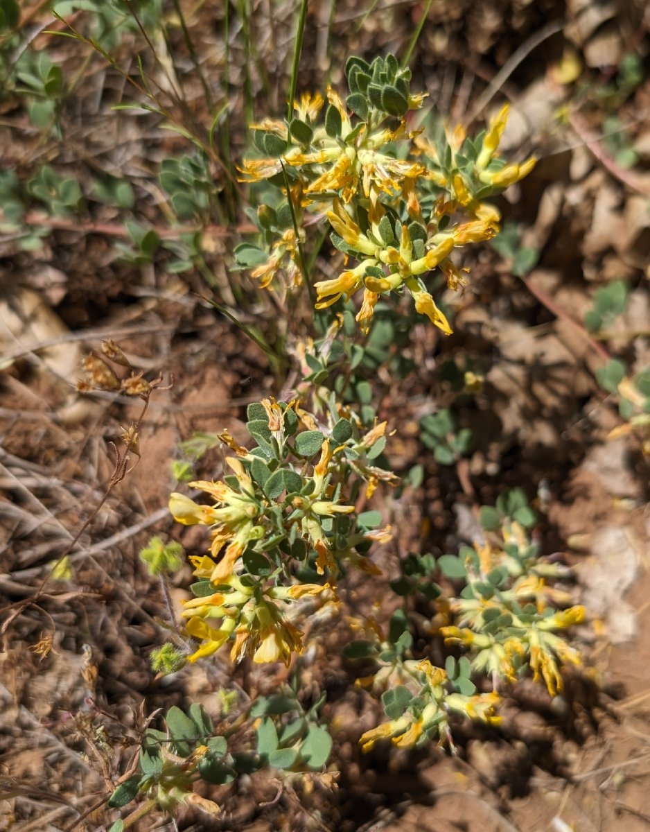 Acmispon decumbens var. decumbens