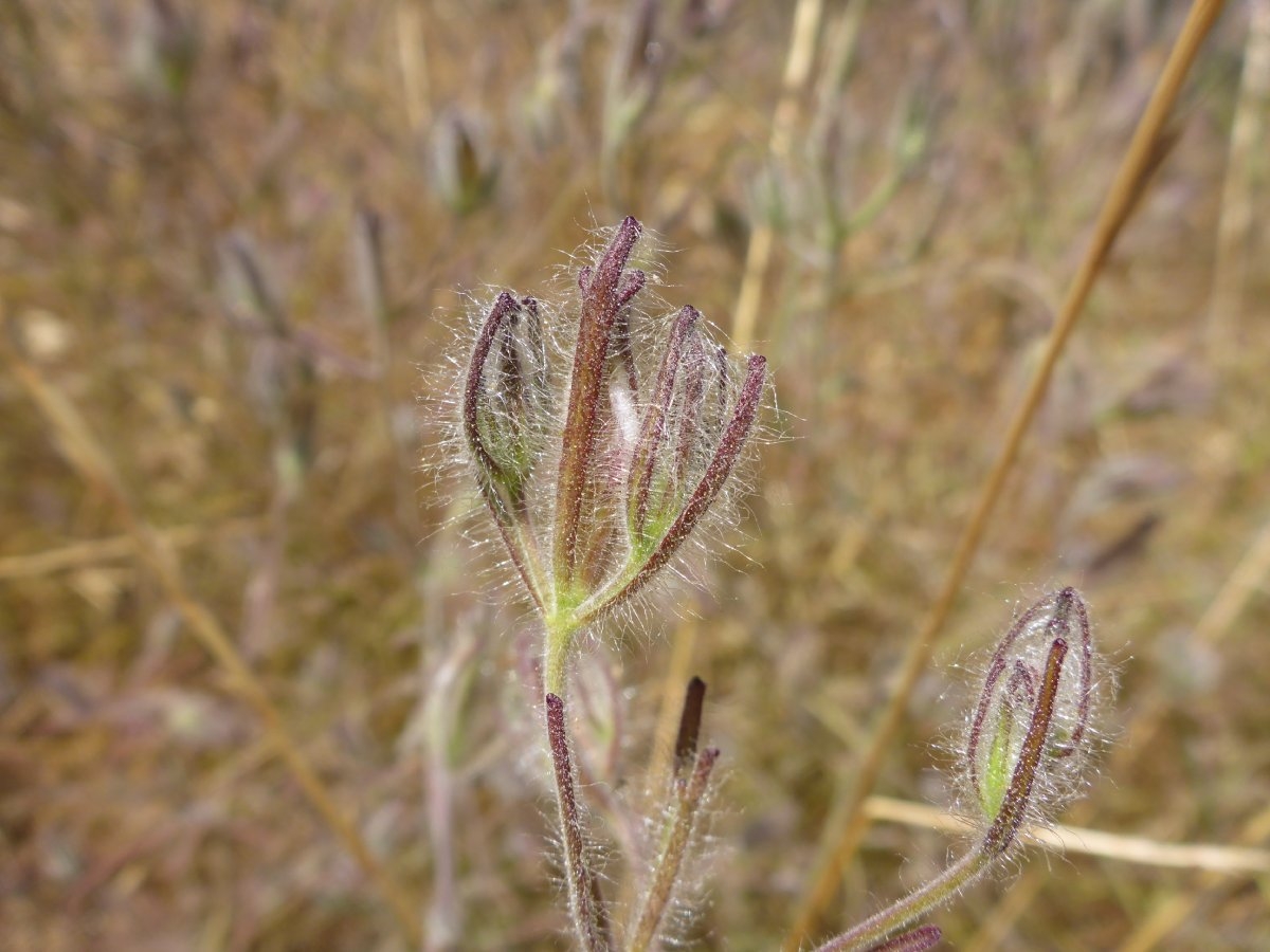 Cordylanthus pilosus ssp. hansenii